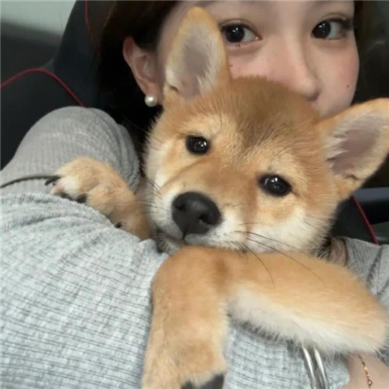 哈爾濱導(dǎo)游司機(jī)谷梁安亦