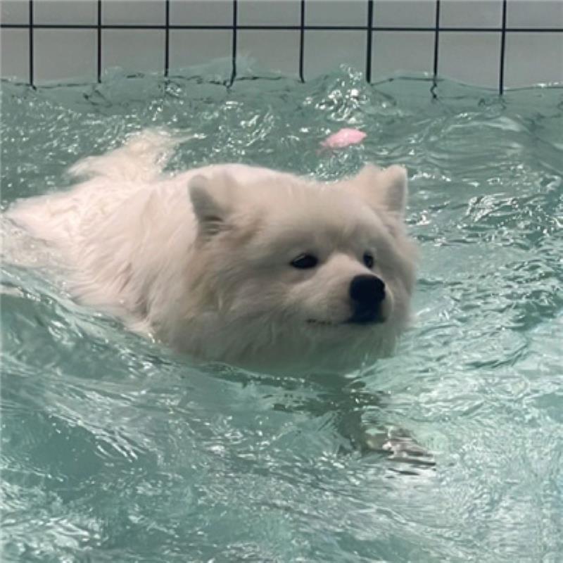 溫州結(jié)女伴旅游圖書管理員過海泳 溫州結(jié)女伴旅游圖書管理員過海泳