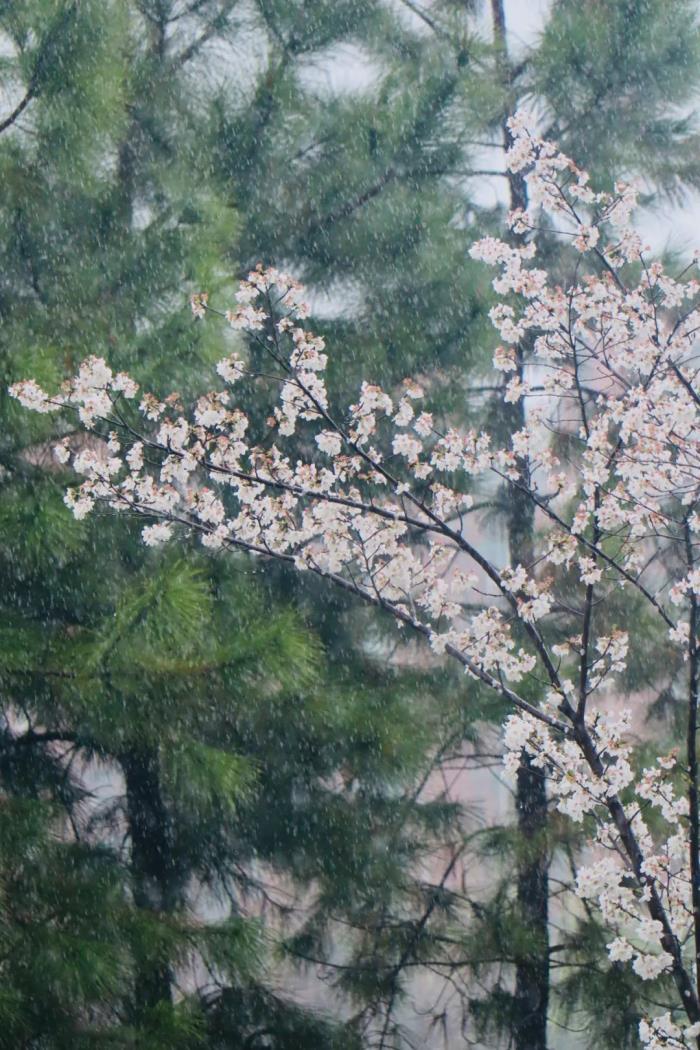 國內(nèi)花海頂流，火了四年，免收門票，浪漫不會遲到！