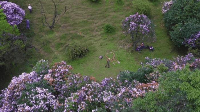 不到雞籠頂，枉為廣東人！原來，中國(guó)絕美的高山草原杜鵑花海在這里