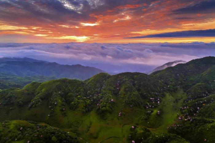 不到雞籠頂，枉為廣東人！原來，中國(guó)絕美的高山草原杜鵑花海在這里