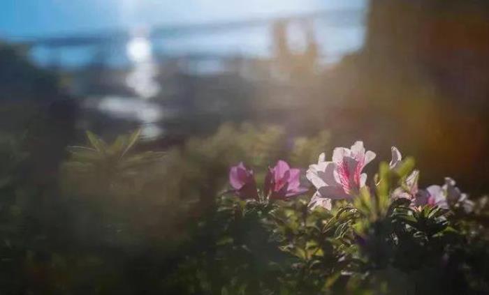 去昆明，邂逅寒冷冬日的春暖花開