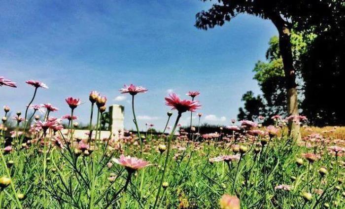 去昆明，邂逅寒冷冬日的春暖花開