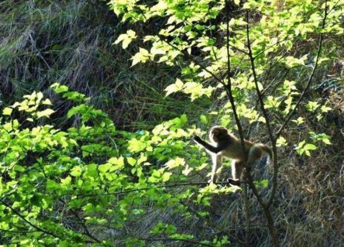 在云南世界最高橋上，看亞洲落差最大的瀑布，會有多震撼！