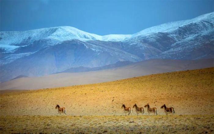 年年火爆出圈的青甘線，到底怎么玩？