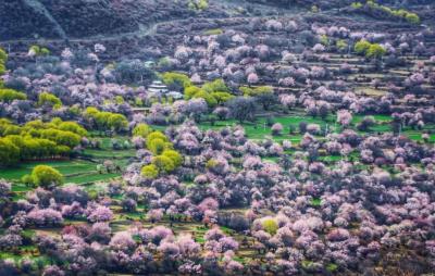 年年賣爆的西藏林芝桃花 解鎖全新玩法！
