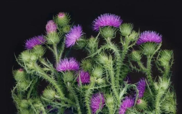 黑河有哪些土特產(chǎn)