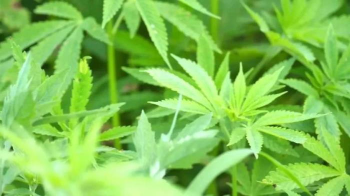 黑河有哪些土特產(chǎn)