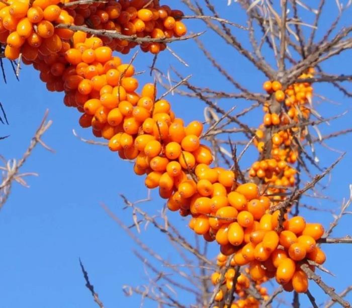 黑河有哪些土特產(chǎn)