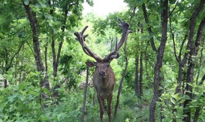 黑河有哪些土特產(chǎn)