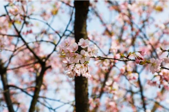 綠野山居景區(qū)