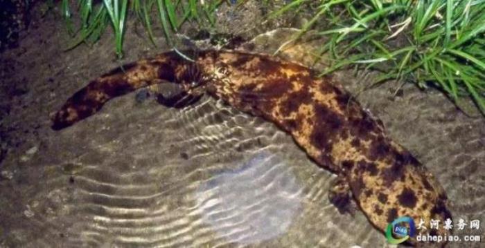 泉州海絲野生動(dòng)物世界 泉州海絲野生動(dòng)物世界