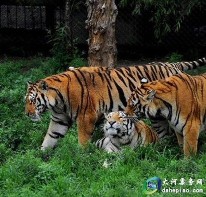 泉州海絲野生動(dòng)物世界 泉州海絲野生動(dòng)物世界