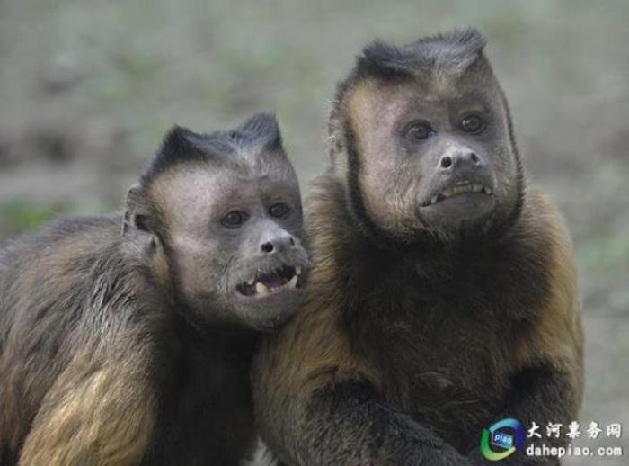 泉州海絲野生動(dòng)物世界 泉州海絲野生動(dòng)物世界