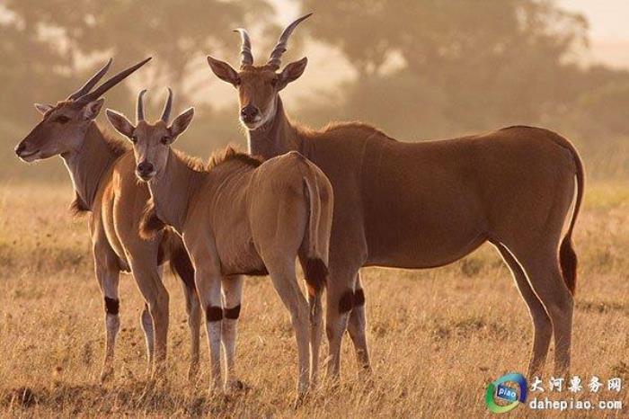 泉州海絲野生動(dòng)物世界 泉州海絲野生動(dòng)物世界