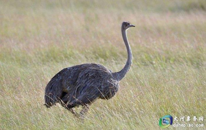 泉州海絲野生動(dòng)物世界 泉州海絲野生動(dòng)物世界