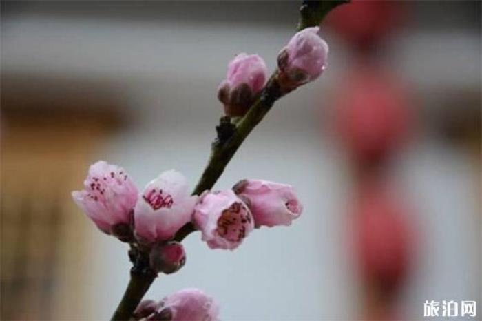 成都桃花故里旅游景區(qū) 成都桃花故里旅游景區(qū)