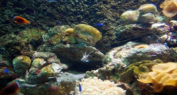 廈門海底世界 廈門海底世界