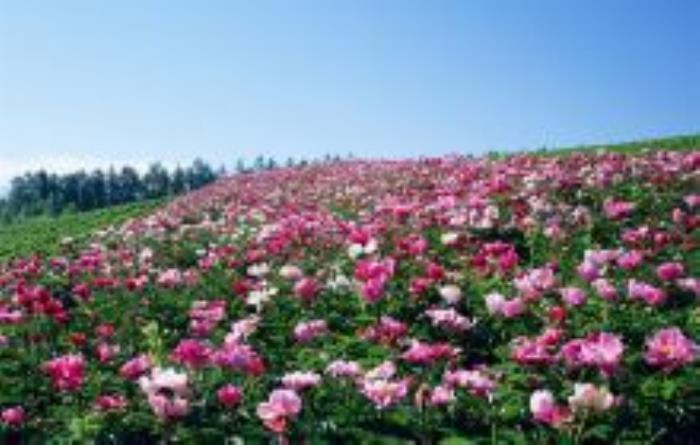 隋唐城遺址植物園河南景點(diǎn)