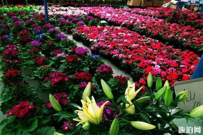 三圣花鄉(xiāng)