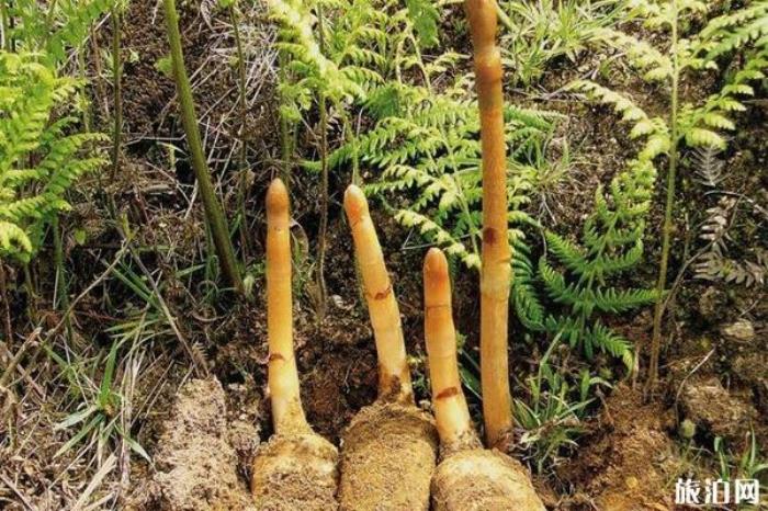 昭通小草壩風(fēng)景區(qū) 昭通小草壩風(fēng)景區(qū)