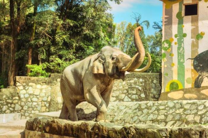 廣州動物園 廣州動物園
