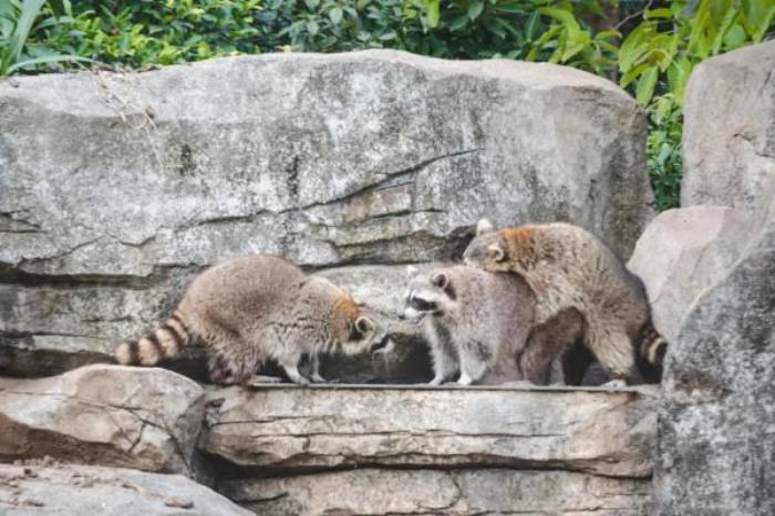 廣州動物園 廣州動物園