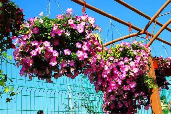 上海周浦花海生態(tài)園 上海周浦花海生態(tài)園