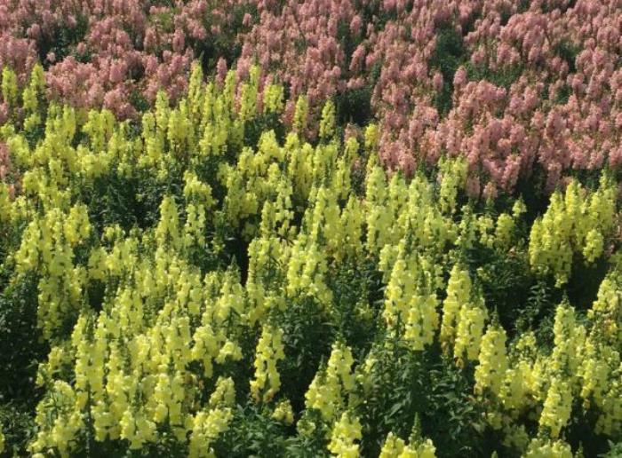 上海周浦花海生態(tài)園 上海周浦花海生態(tài)園