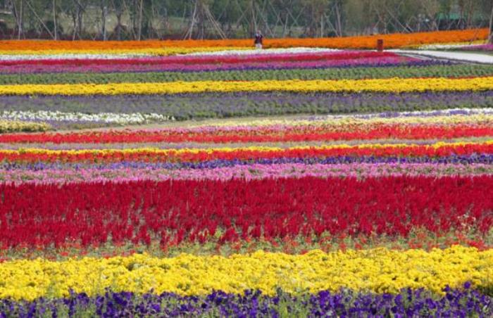 上海周浦花海生態(tài)園 上海周浦花海生態(tài)園