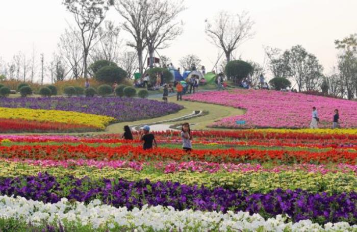 上海周浦花海生態(tài)園 上海周浦花海生態(tài)園