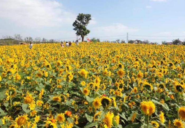 上海周浦花海生態(tài)園 上海周浦花海生態(tài)園