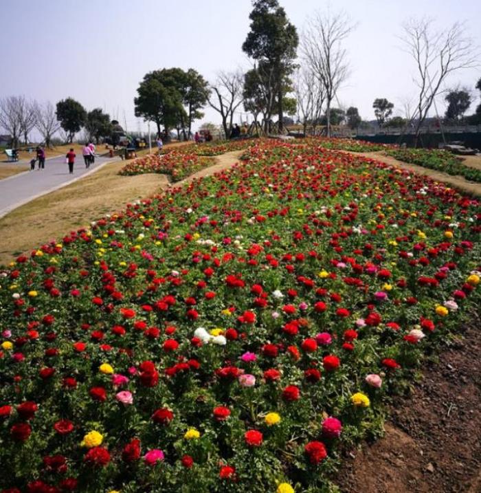 上海周浦花海生態(tài)園 上海周浦花海生態(tài)園