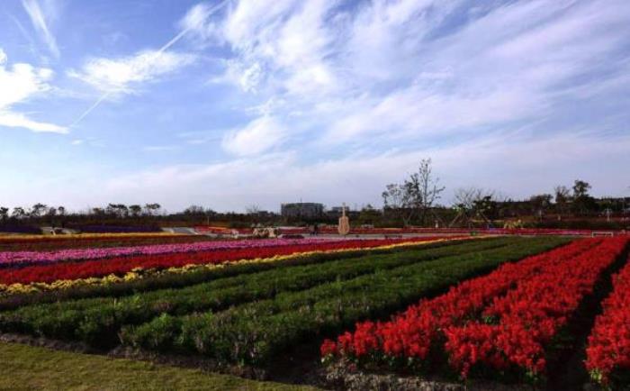 上海周浦花海生態(tài)園 上海周浦花海生態(tài)園