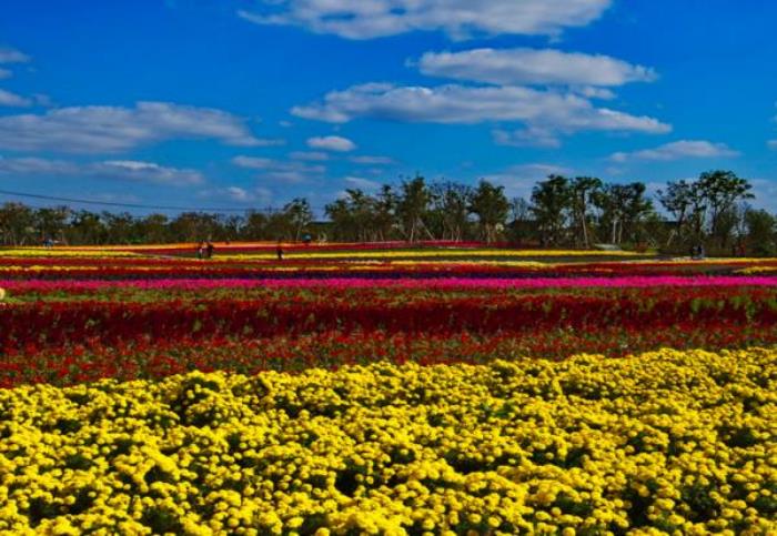 上海周浦花海生態(tài)園 上海周浦花海生態(tài)園