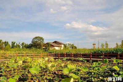 長(zhǎng)沙洋湖濕地