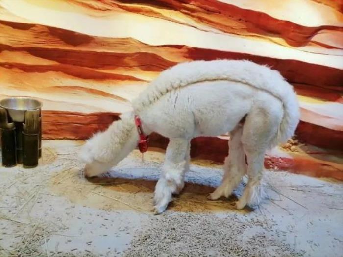 杭州-酷嗒動物文化樂園 杭州-酷嗒動物文化樂園