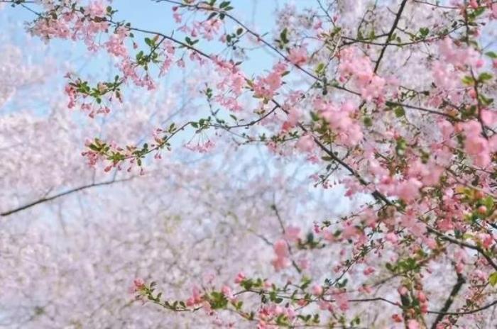 正定古城櫻花小鎮(zhèn) 正定古城櫻花小鎮(zhèn)