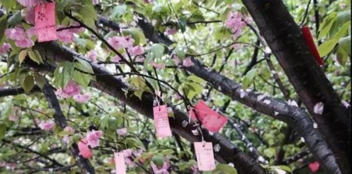 正定古城櫻花小鎮(zhèn) 正定古城櫻花小鎮(zhèn)