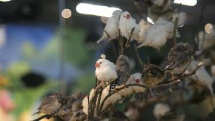 萌寵奇緣 萌寵奇緣