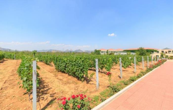 秦皇島-長城華夏酒莊 秦皇島-長城華夏酒莊