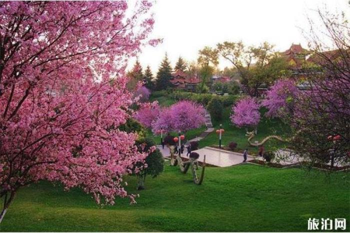 大同靈丘桃花山介紹