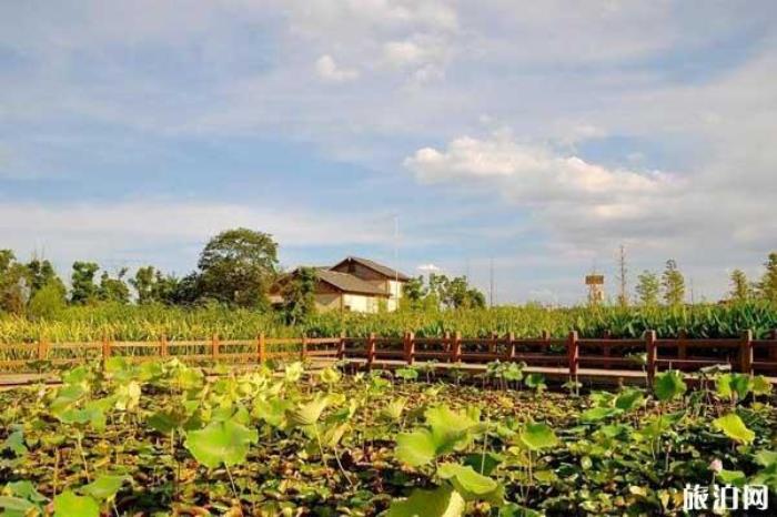 長(zhǎng)沙洋湖濕地