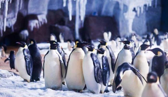 武漢海昌極地海洋公園 武漢海昌極地海洋公園