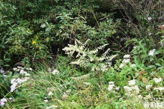 王順山國(guó)家森林公園 王順山國(guó)家森林公園