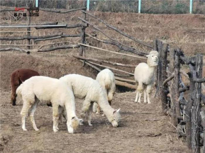 襄陽野生動物世界 襄陽野生動物世界