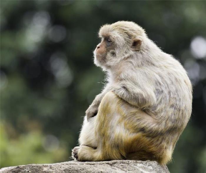 襄陽野生動物世界 襄陽野生動物世界