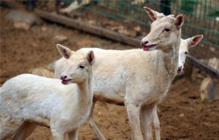 襄陽野生動物世界 襄陽野生動物世界