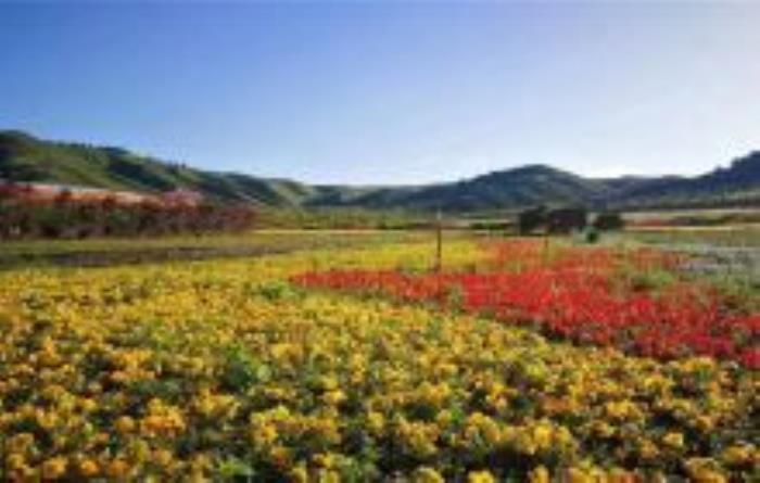 邊麻溝花海青海景點(diǎn)