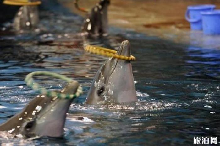 西安曲江海洋館 西安曲江海洋館